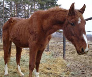 A neglected, starved horse brought to Sundown Horse Rescue for Rehabilitation